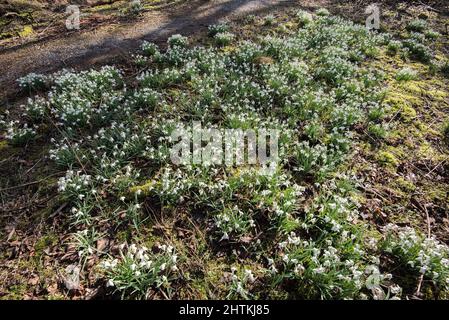 Des gouttes de neige (Galanthus) poussent dans les bois près de l'auberge FSC Malham Tarn sur le domaine de Malham Tarn à Lalhamdale, dans le Yorkshire du Nord. Banque D'Images