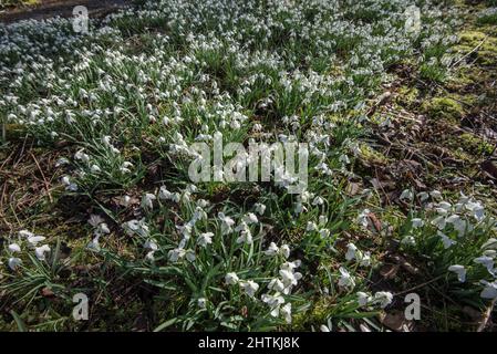 Des gouttes de neige (Galanthus) poussent dans les bois près de l'auberge FSC Malham Tarn sur le domaine de Malham Tarn à Lalhamdale, dans le Yorkshire du Nord. Banque D'Images