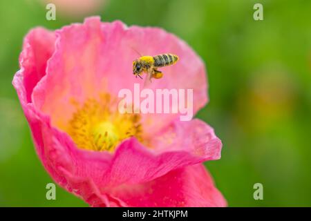 Miel abeille couverte de pollen atterrissant sur une fleur rose. Banque D'Images