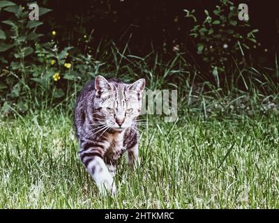 Un chat tabby avance à travers l'herbe haute en face d'une forêt Banque D'Images