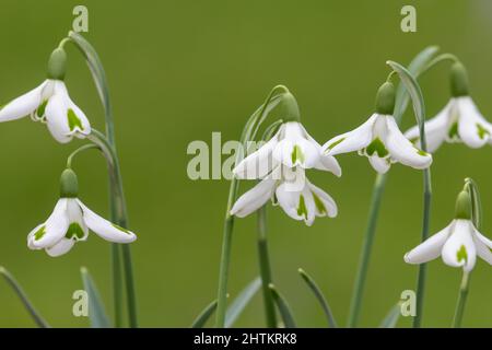 Gros plan de galanthus toure des chutes de neige en fleur Banque D'Images