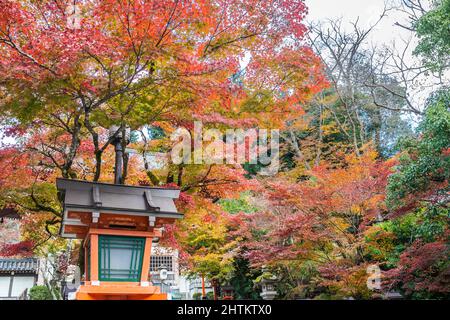 Un chemin bordé de lanternes avec des escaliers menant au temple Kurama-dere au nord de Kyoto, au Japon, le matin de l'automne. Banque D'Images