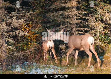 Deux jeunes cerfs bruns marchent dans la forêt au parc national Banque D'Images