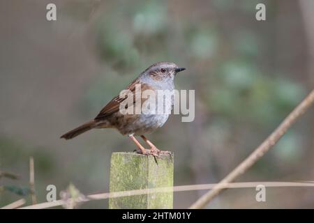 Dunnock (Prunella modularis) perché sur un ancien poste Banque D'Images