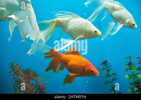 Poissons rouges et albinos dans un aquarium avec fond bleu Banque D'Images