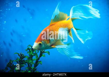 Poissons rouges et albinos dans un aquarium avec fond bleu Banque D'Images