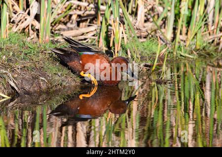 Gros plan d'un canard sarcelle à la cannelle qui pénètre dans les eaux réfléchissantes d'un marais dans un habitat humide. Banque D'Images