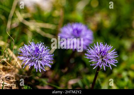 Globularia cordifolia fleur en montagne, gros plan Banque D'Images