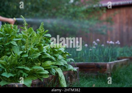 Gros plan d'un basilic vert poussant sur un lit de fleurs dans le jardin, vue latérale. L'assaisonnement parfumé pousse dans le jardin. Jeune basilic fraîchement cultivé. Photo de haute qualité Banque D'Images