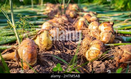 Récolte des oignons. Des bulbes dorés fraîchement moulus sont au sol dans le jardin Banque D'Images