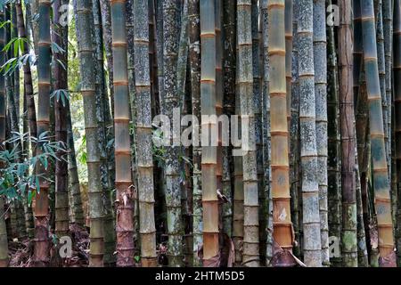 Bambou géant ou bambou dragon (Dendrocalamus giganteus), Rio de Janeiro, Brésil Banque D'Images