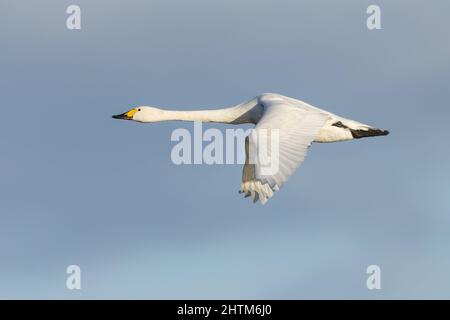 Le cygne de Bewick en vol Banque D'Images