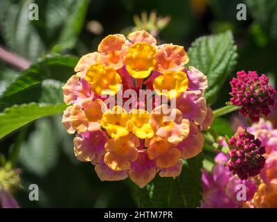 Lantana Camara arbuste fleurit à Marbella Espagne Banque D'Images