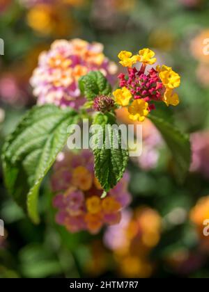 Lantana Camara arbuste fleurit à Marbella Espagne Banque D'Images