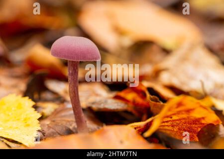 Champignon dans la région des bois Banque D'Images