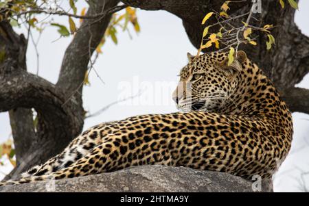Photo de foyer peu profond d'un léopard femelle posé sur une branche de gros arbre dans le parc national Kruger Banque D'Images