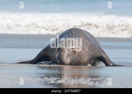 Un grand phoque à éléphant du nord mâle (Mirounga angustirostris) s'est transporté sur Drake's Beach, dans le littoral national de point Reyes, en Californie. Banque D'Images