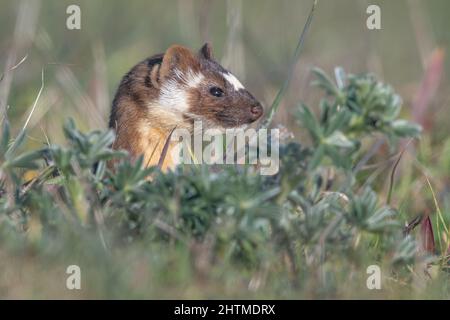 Une belette à queue longue (Neogale frenata), un mouselide originaire d'Amérique du Nord, dans le littoral national de point Reyes en Californie. Banque D'Images