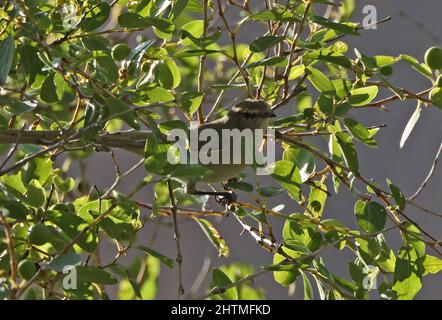 Paruline à feuilles (Phylloscopus negectus) adulte perchée dans un arbre à fructifier Oman Décembre Banque D'Images