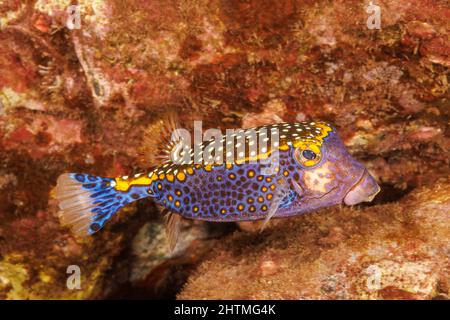 Un boxfish mâle à pois, Ostracion meleagris, Hawaii, États-Unis. La coloration femelle est parfois appelée le boxfish à pois blancs. Banque D'Images