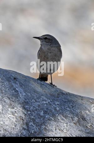 Wheatear à queue rouge (Oenanthe chrysopygia) adulte debout sur la roche d'Oman Décembre Banque D'Images