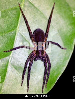 Image macro d'une araignée sauteuse assise sur la feuille la nuit dans le parc national de Madidi, Rurrenabaque en Bolivie. Banque D'Images