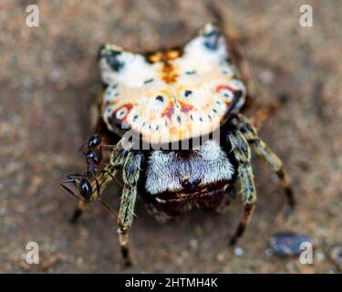 Image macro d'un Orb weaver (Gasteracantha cancriformis) aux couleurs vives qui rampent le long du sol à l'intérieur du parc national de Madidi, en Bolivie. Banque D'Images