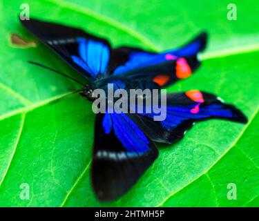 Image macro d'un papillon morphologique bleu coloré et exotique (Morpho Peleides Kollar) assis sur la feuille à l'intérieur du parc national de Madidi, Bolivie. Banque D'Images