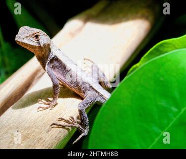 Image macro d'un lézard avec des griffes tranchantes reposant sur le bois la nuit dans le parc national Madidi, Rurrenabaque en Bolivie. Banque D'Images