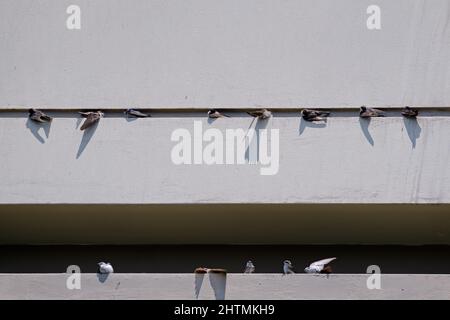 Swallow bleu et blanc (Pygochelidon cyanoleuca), groupe d'essaims se reposant et se bronzant sur un mur de bâtiment dans une zone urbaine. Banque D'Images