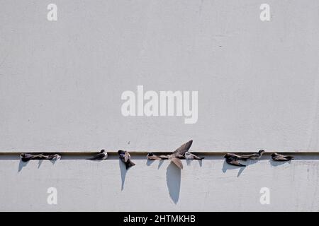 Swallow bleu et blanc (Pygochelidon cyanoleuca), groupe d'essaims se reposant et se bronzant sur un mur de bâtiment dans une zone urbaine. Banque D'Images