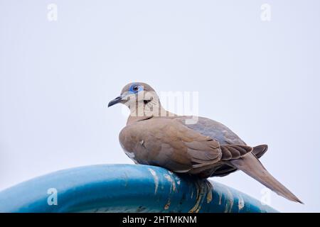 Earred Dove (Zenaida auriculata), portrait détaillé. Banque D'Images