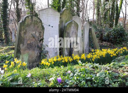 De jolies fleurs printanières poussent au milieu des pierres tombales du Tower Hamlets Cemetery Park, dans l'est de Londres, au Royaume-Uni Banque D'Images