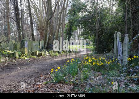 De jolies fleurs printanières poussent au milieu des pierres tombales du Tower Hamlets Cemetery Park, dans l'est de Londres, au Royaume-Uni Banque D'Images