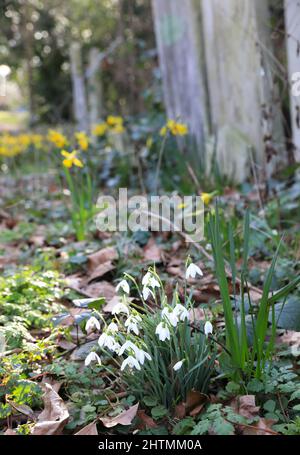 De jolies fleurs printanières poussent au milieu des pierres tombales du Tower Hamlets Cemetery Park, dans l'est de Londres, au Royaume-Uni Banque D'Images