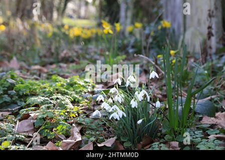 De jolies fleurs printanières poussent au milieu des pierres tombales du Tower Hamlets Cemetery Park, dans l'est de Londres, au Royaume-Uni Banque D'Images