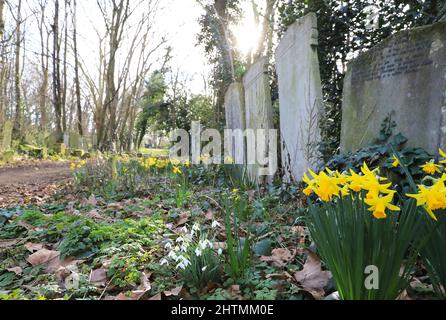 De jolies fleurs printanières poussent au milieu des pierres tombales du Tower Hamlets Cemetery Park, dans l'est de Londres, au Royaume-Uni Banque D'Images