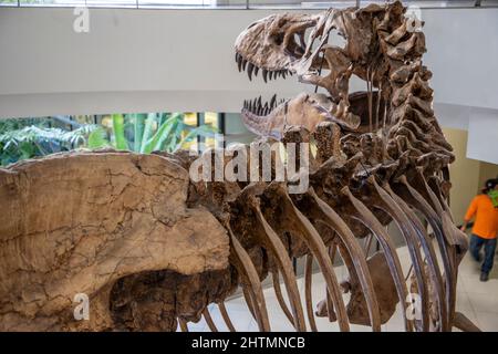 Il y a une troupe de T-Rex sur le campus de l'Université de Californie à Berkeley. Le squelette est complet à environ 90 %. Banque D'Images