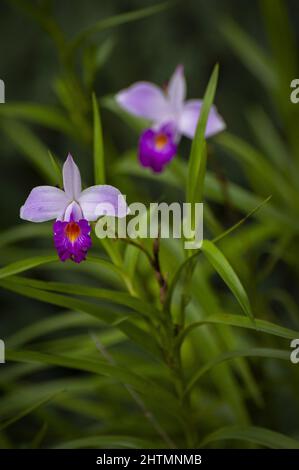 Photo sélective d'une fleur d'orchidée sauvage qui fleurit dans le jardin sur un arrière-plan flou Banque D'Images