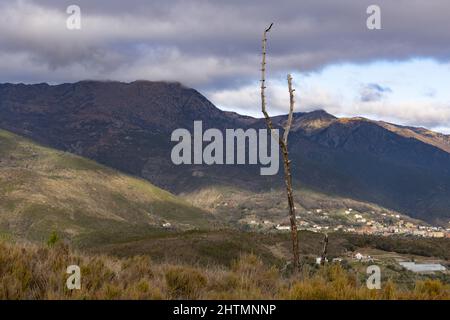 Un gros plan d'un petit arbre sec en arrière-plan de collines couvertes de plantes vertes Banque D'Images