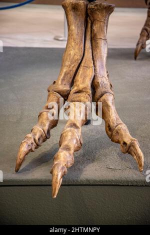 Il y a une troupe de T-Rex sur le campus de l'Université de Californie à Berkeley. Le squelette est complet à environ 90 %. Banque D'Images