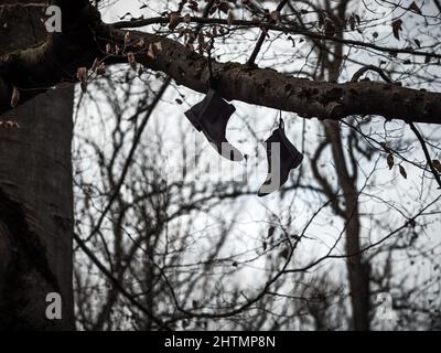 Une paire de bottes est suspendue sur un arbre. Des vieilles bottes solitaires abandonnées. Forêt Banque D'Images