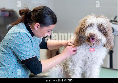 : Jeune femme chien groomer enlever des nœuds sur un chien d'eau espagnol cheveux Banque D'Images