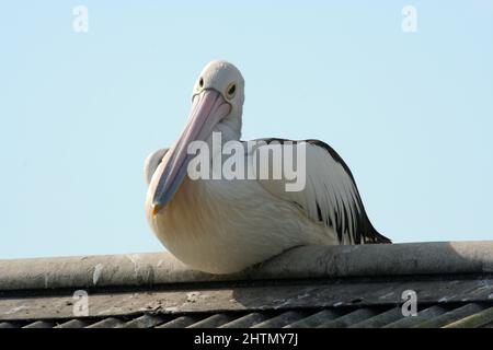 PÉLICANS (GENRE PELICANUS) REPOSANT SUR UN MUR DE BRIQUES, NOUVELLE-GALLES DU SUD, AUSTRALIE. Banque D'Images