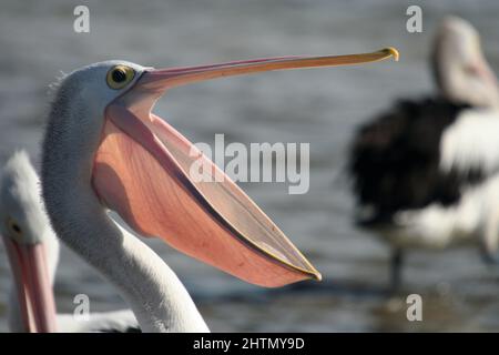 CINQ PÉLICANS (GENRE PELICANUS) SE REPOSANT CÔTE À CÔTE SUR UN CADRE EN BOIS, NOUVELLE-GALLES DU SUD, AUSTRALIE. Banque D'Images