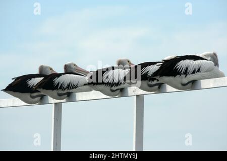 CINQ PÉLICANS (GENRE PELICANUS) SE REPOSANT CÔTE À CÔTE SUR UN CADRE EN BOIS, NOUVELLE-GALLES DU SUD, AUSTRALIE. Banque D'Images