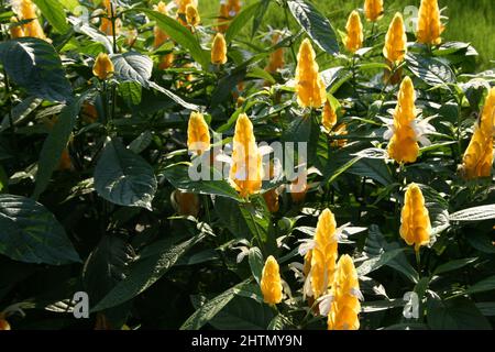 PARTERRE DE FLEURS DE SUCETTE (PACHYSTACHYS LUTEA) ÉGALEMENT CONNU SOUS LE NOM DE PLANTE DE CREVETTE DORÉE, BOUGIES DORÉES OU PLANTE DE SUCETTE. Banque D'Images