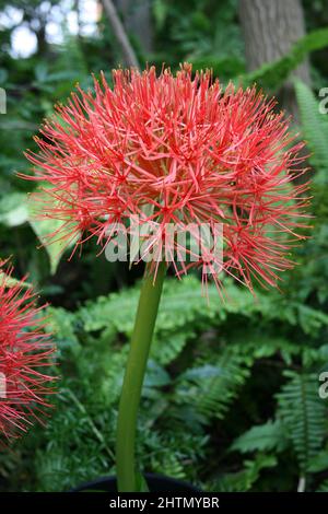 SCADOXUS MULTIFLORUS ANCIENNEMENT CONNU SOUS LE NOM DE HAEMANTHUS MULTIFLORUS. Banque D'Images