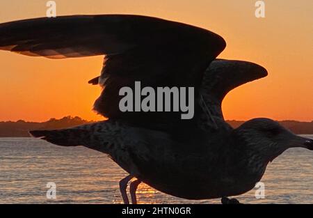 Amelia Island, Floride, États-Unis. 1st mars 2022. Un gull est vu au coucher du soleil dans le parc national George Grady Bridge Fishing Pier sur Amelia Island, Floride mardi 2 mars 2022. (Image de crédit : © Mark Hertzberg/ZUMA Press Wire) Banque D'Images