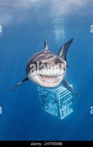 Mexique, île de Guadalupe, Grand requin blanc et plongeurs en cage Banque D'Images